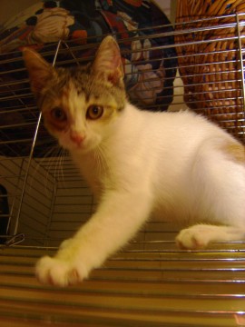 Gina