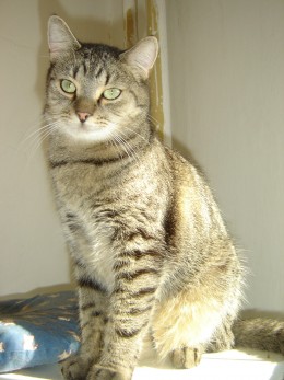 Samík