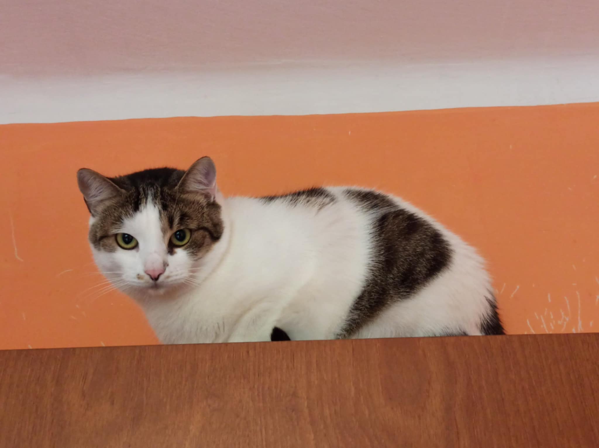 a76f1134-2bfe-4a8a-9160-8ed6f365fd6d