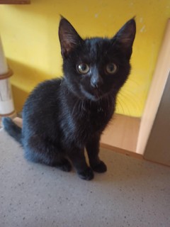 Černá kočička Zituška